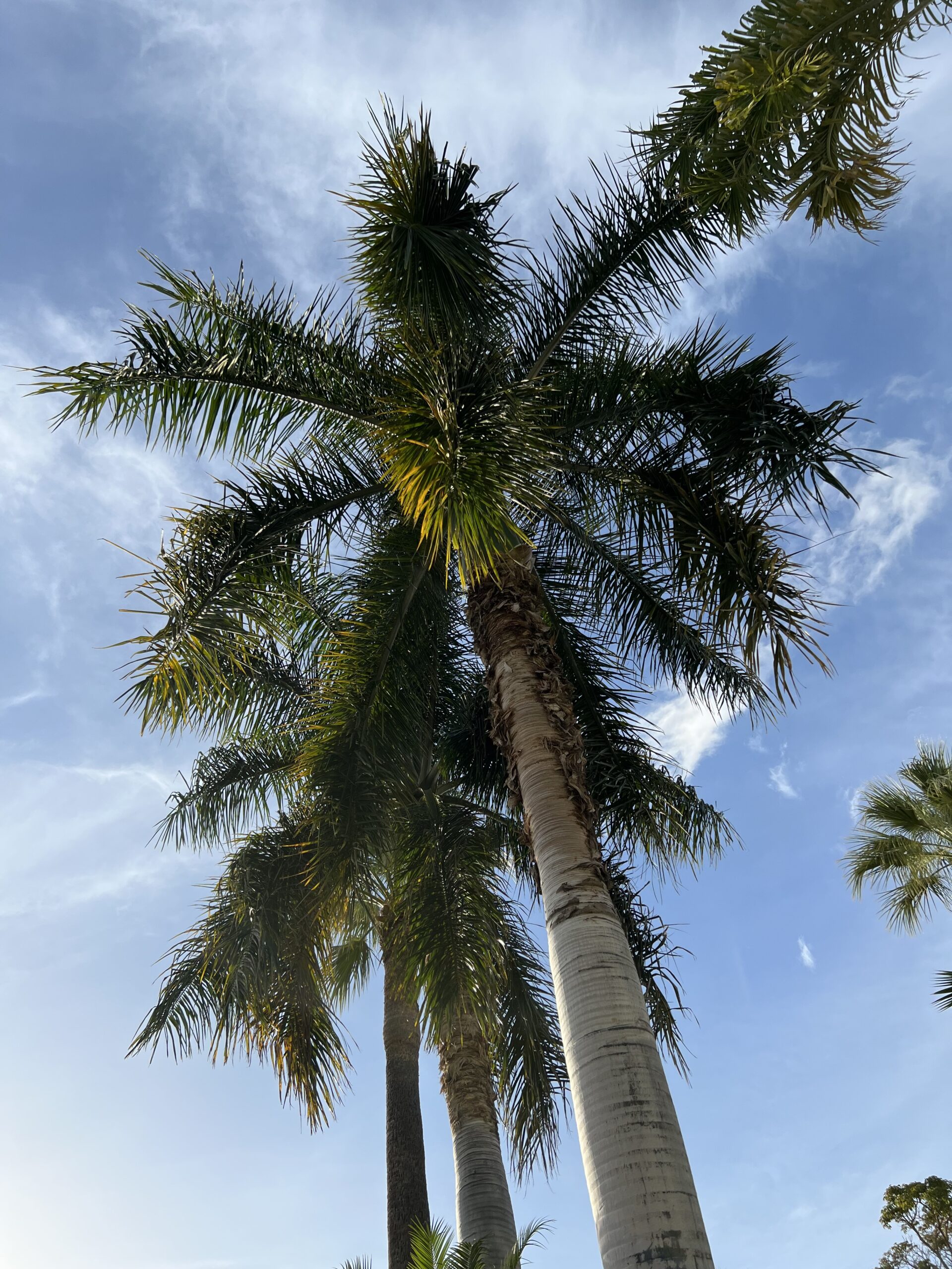 Maui-inspired peaceful scenery