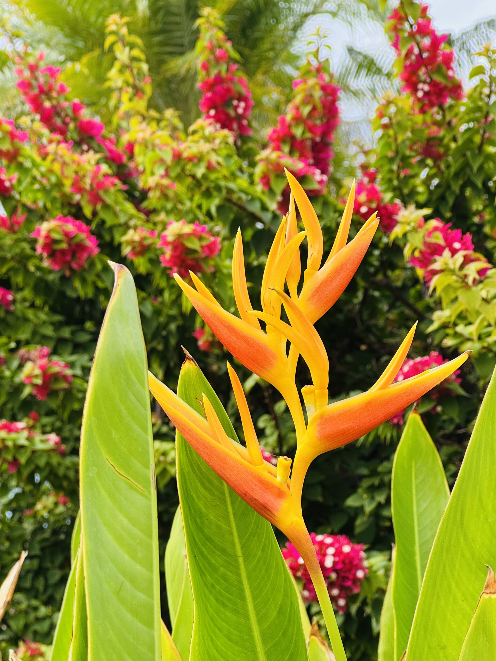 Island flower and Maui color inspiration