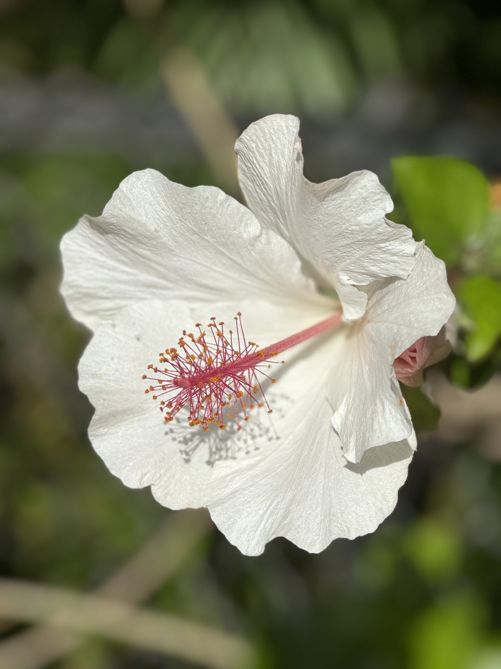 Private yoga session at Ohana Yoga and Wellness
